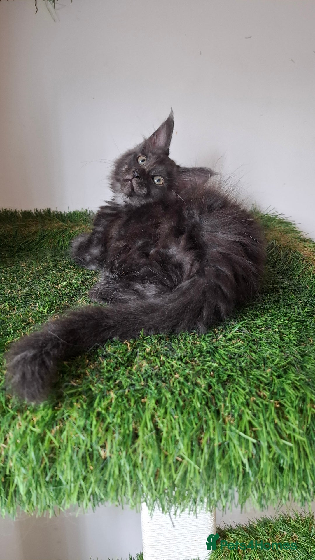 Maine Coon cats for sale: Pedigree Maine Coon kittens  - Image 11