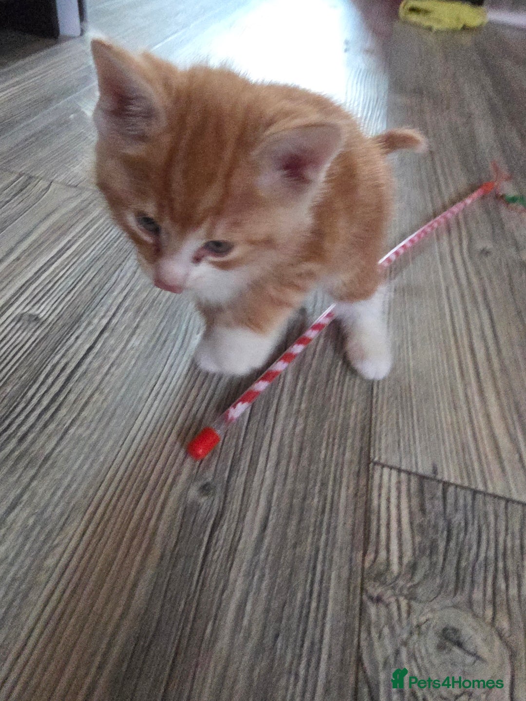 Mixed Breed cats for sale: Mainecoon x kittens - Advert 3