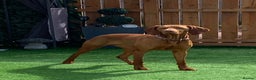 Hungarian Vizsla dogs for sale: KC Hungarian Vizsla puppy - Advert 4