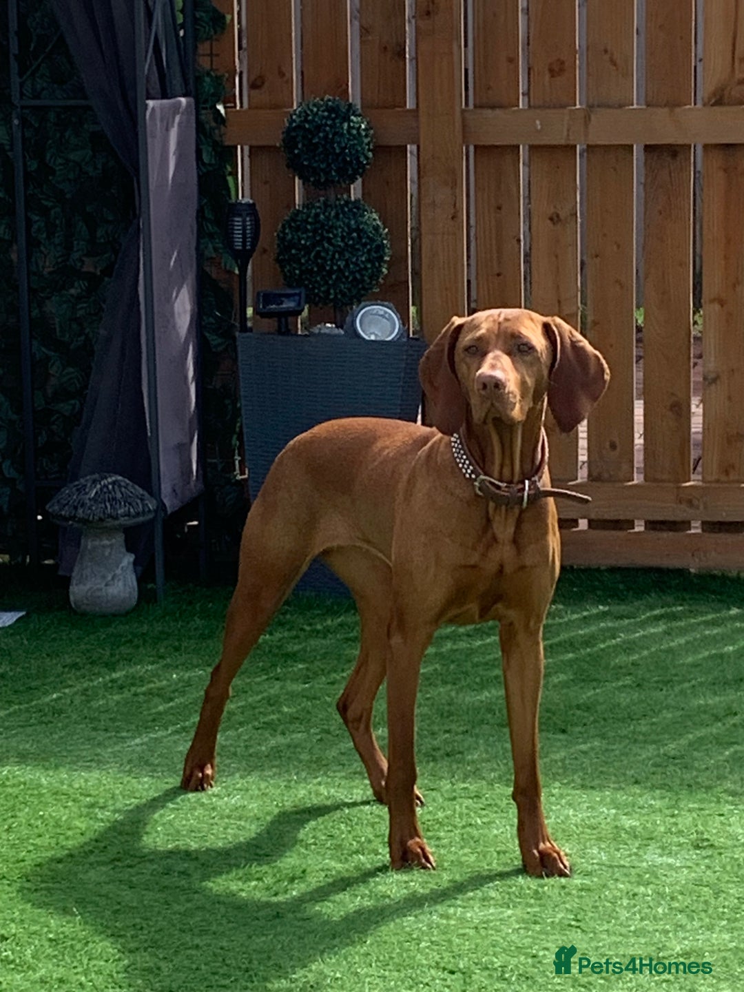 Hungarian Vizsla dogs for sale: KC Hungarian Vizsla puppy - Advert 4