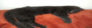 Black mid length fur