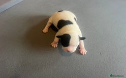 Mixed Breed dogs for sale: StaffyXAmerican bulldog puppies  - Image 14