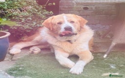 Mixed Breed dogs for sale: Central Aisian Shepard x Rottweiler - Image 9