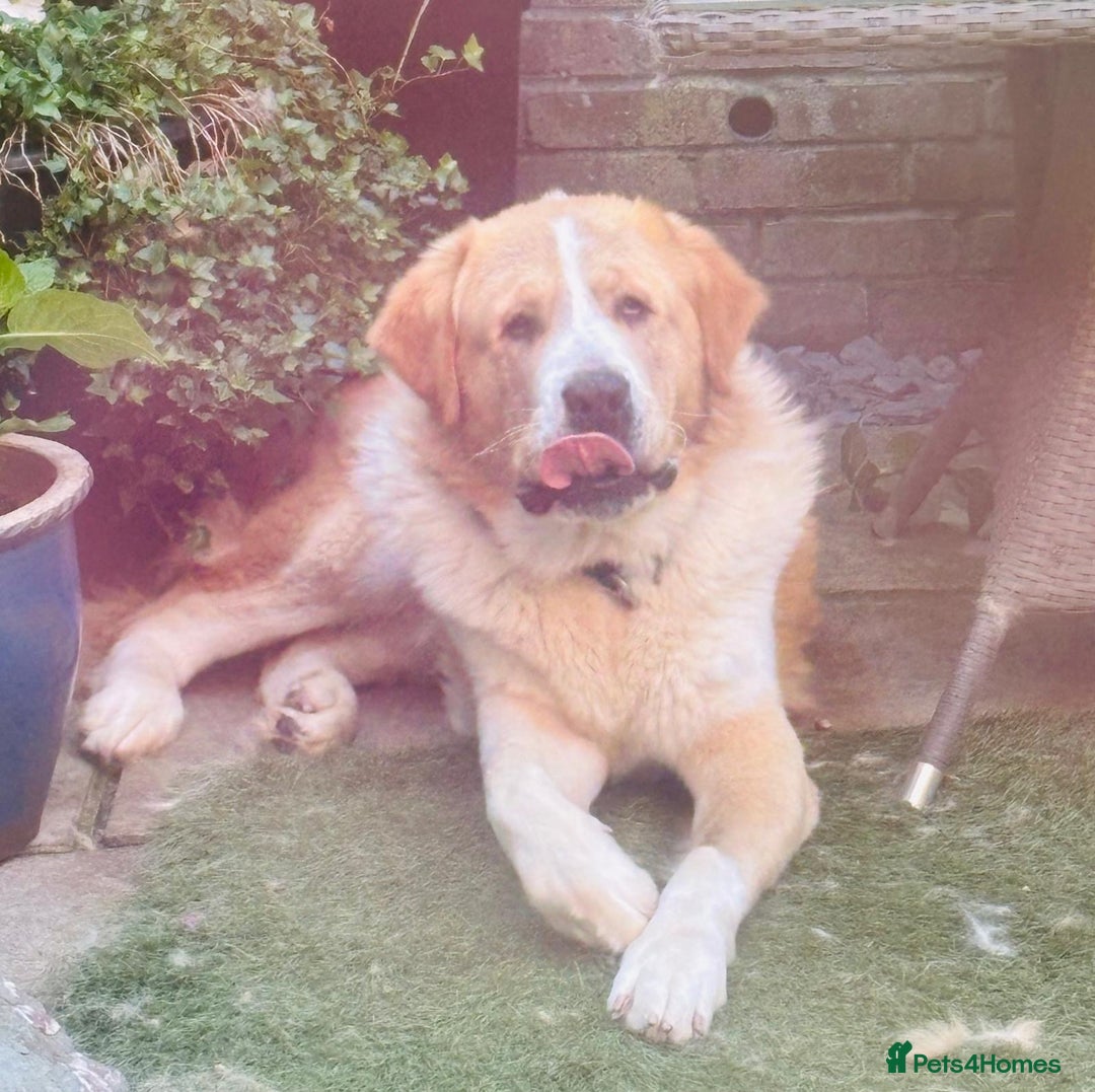 Mixed Breed dogs for sale: Central Aisian Shepard x Rottweiler - Image 9