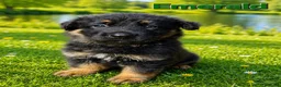 German Shepherd dogs for sale: 2 healthy straight back KC registered male GSP's  - Advert 26