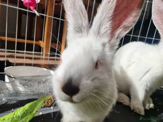 Continental Giant rabbits Continental Giant White - Advert 1