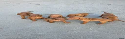 Hungarian Vizsla dogs for sale: KC registered Hungarian vizsla pups - Advert 9