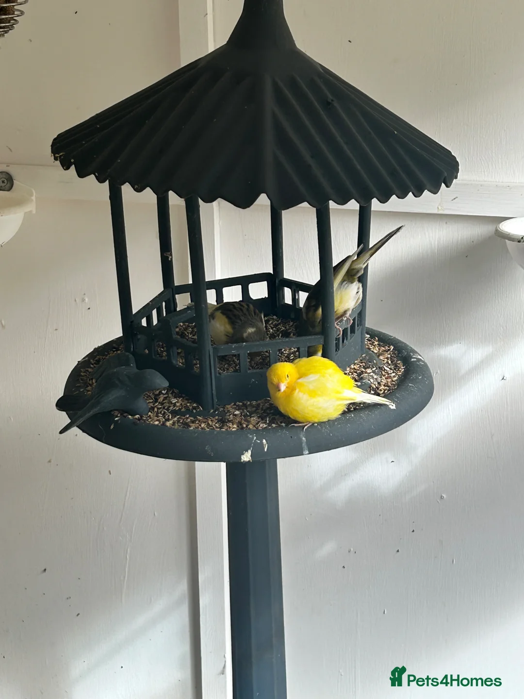 Canaries birds for sale: VARIOUS PAIRS OF CANAIRES in Leyland - Advert 2