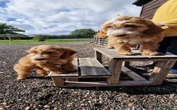 Cockapoo dogs for sale: Last f1 female cockapoo looking for a loving home - Image 2