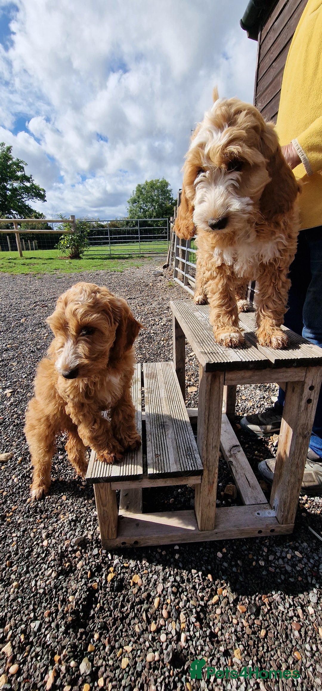 Cockapoo dogs for sale: Last f1 female cockapoo looking for a loving home - Image 2