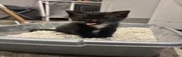 Domestic Shorthair cats for sale: Female kitten in Rossendale - Advert 3