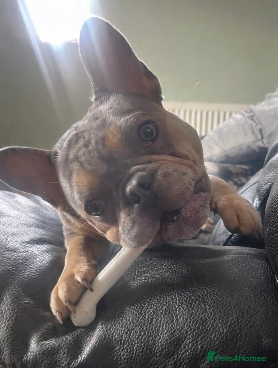 French Bulldog dogs for sale: French Bulldog Blue Merle Female Stunning Girl - Advert 2