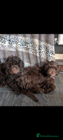 Labradoodle dogs - Advert 5