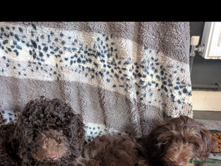 Labradoodle dogs - Advert 1