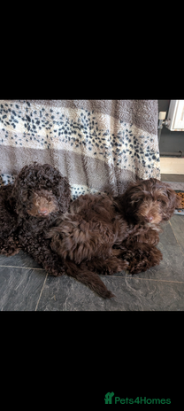 Labradoodle dogs - Advert 1