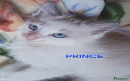 Ragdoll cats for sale: CUTE BLUE COLOUR POINT RAGDOLL KITTENS  - Image 2