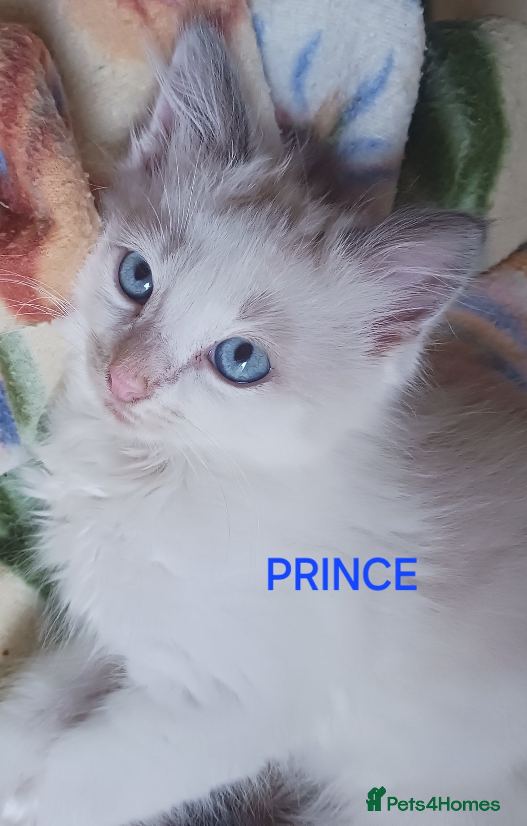 Ragdoll cats for sale: CUTE BLUE COLOUR POINT RAGDOLL KITTENS  - Image 2