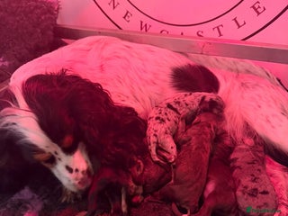 Cockapoo dogs Health tested Toy Cockerpoos - Advert 3