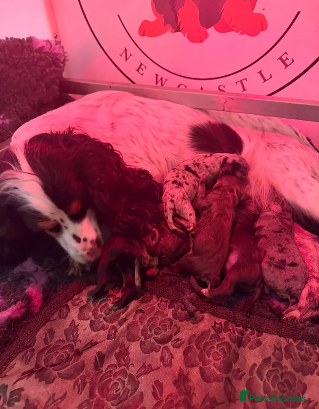 Cockapoo dogs for sale: LAST BOY REDUCED- Health Tested toy cockerpoos  - Advert 2