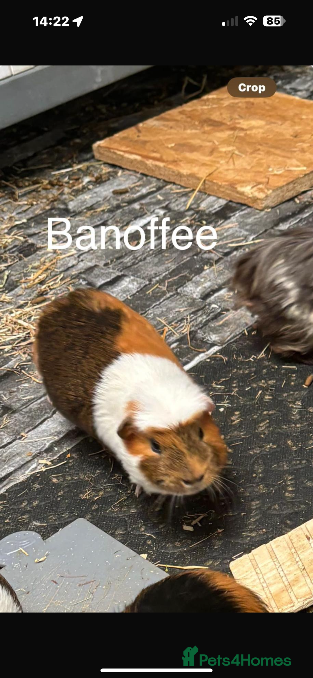 Guinea Pig rodents for sale: Guinea pigs - Advert 7