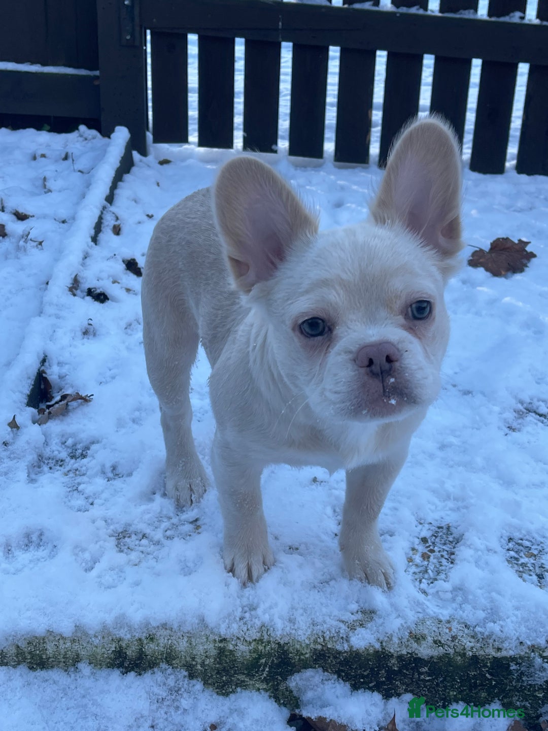 French Bulldog dogs for sale: Fluffy French bulldog called Louie  - Advert 2