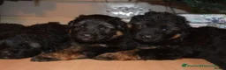 German Shepherd dogs for stud: German Shepherd Long Haired *Stud* - Advert 8