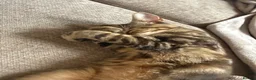 Mixed Breed cats for sale: Bambi – Female Kitten Looking for Forever Home - Advert 4