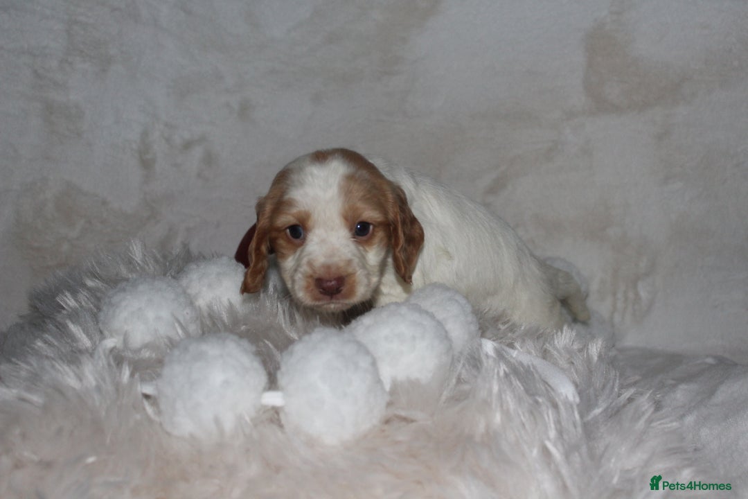Cocker Spaniel dogs for sale:  Cocker Spaniel Puppies – Ready Soon - Advert 3