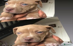 American Bull Staffy dogs for sale: Puppy needs home!! - Image 1