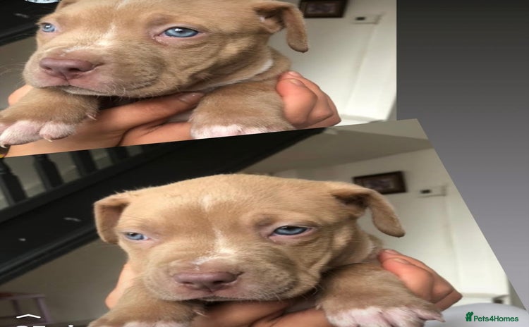 American Bull Staffy dogs - Advert 4