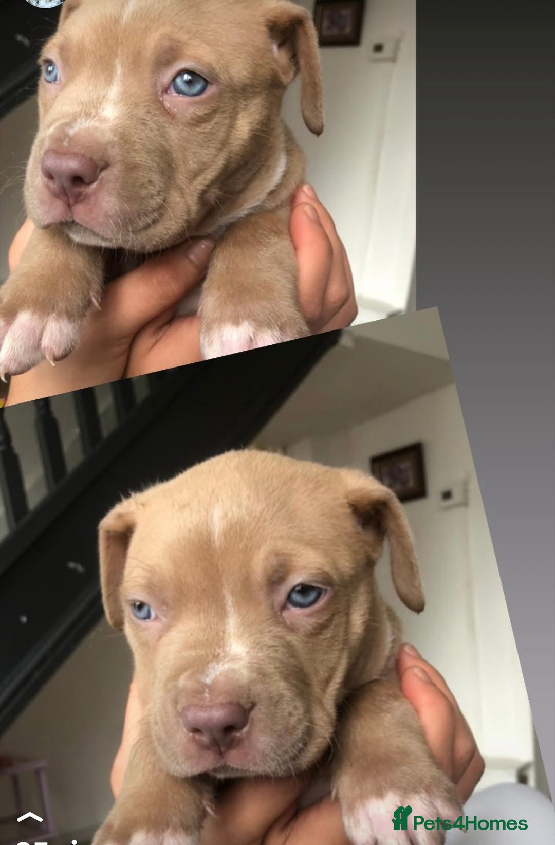 American Bull Staffy dogs for sale: Puppy needs home!! - Image 1