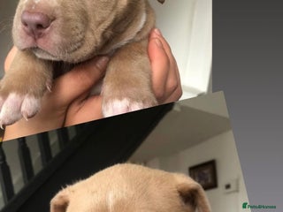 American Bull Staffy dogs - Advert 12