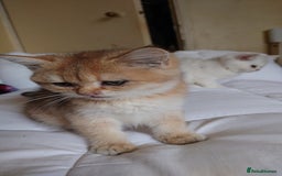 British Shorthair cats for sale: British Short Hair BSH kittens - Image 3