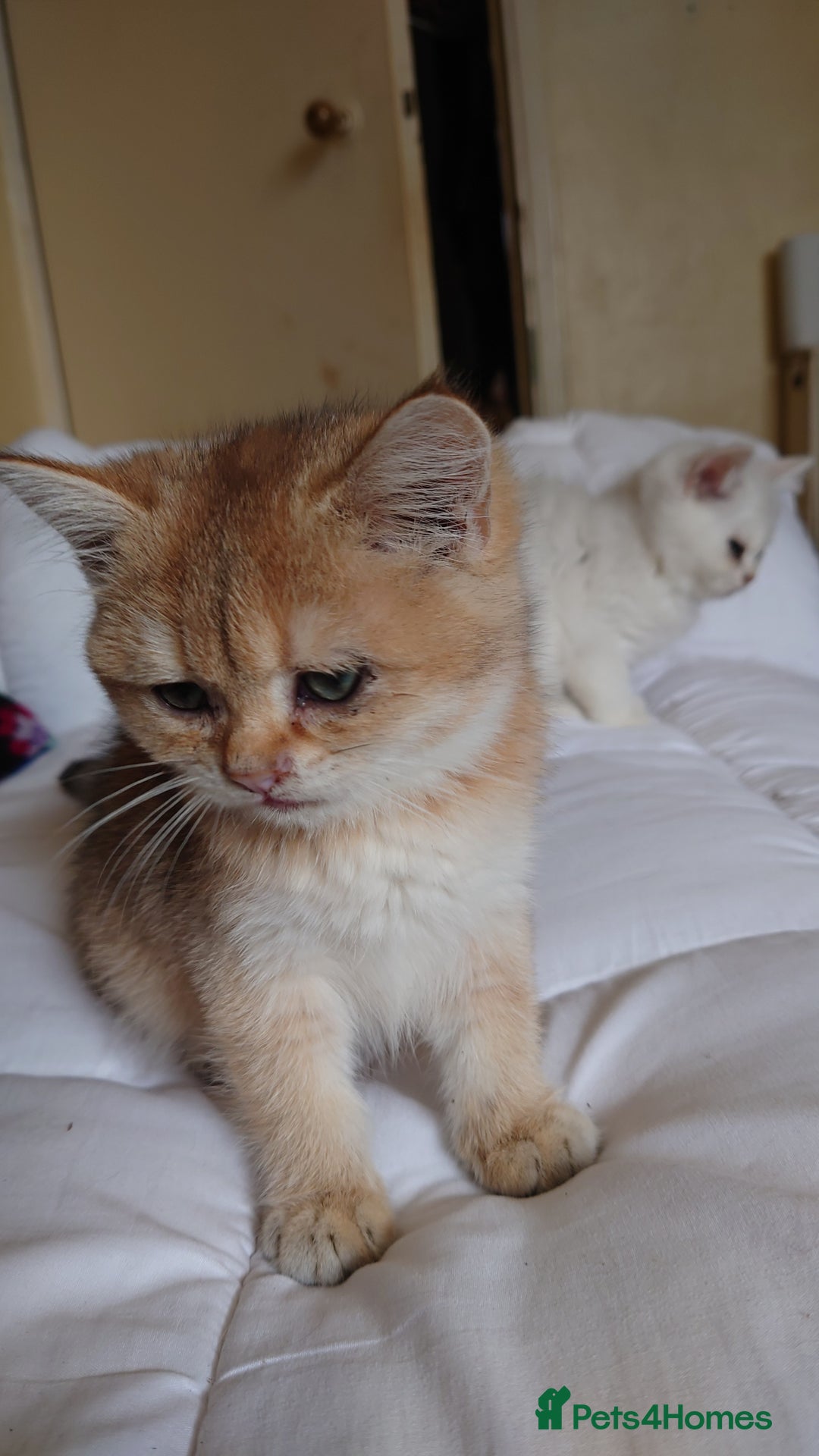 British Shorthair cats for sale: British Short Hair BSH kittens - Image 3