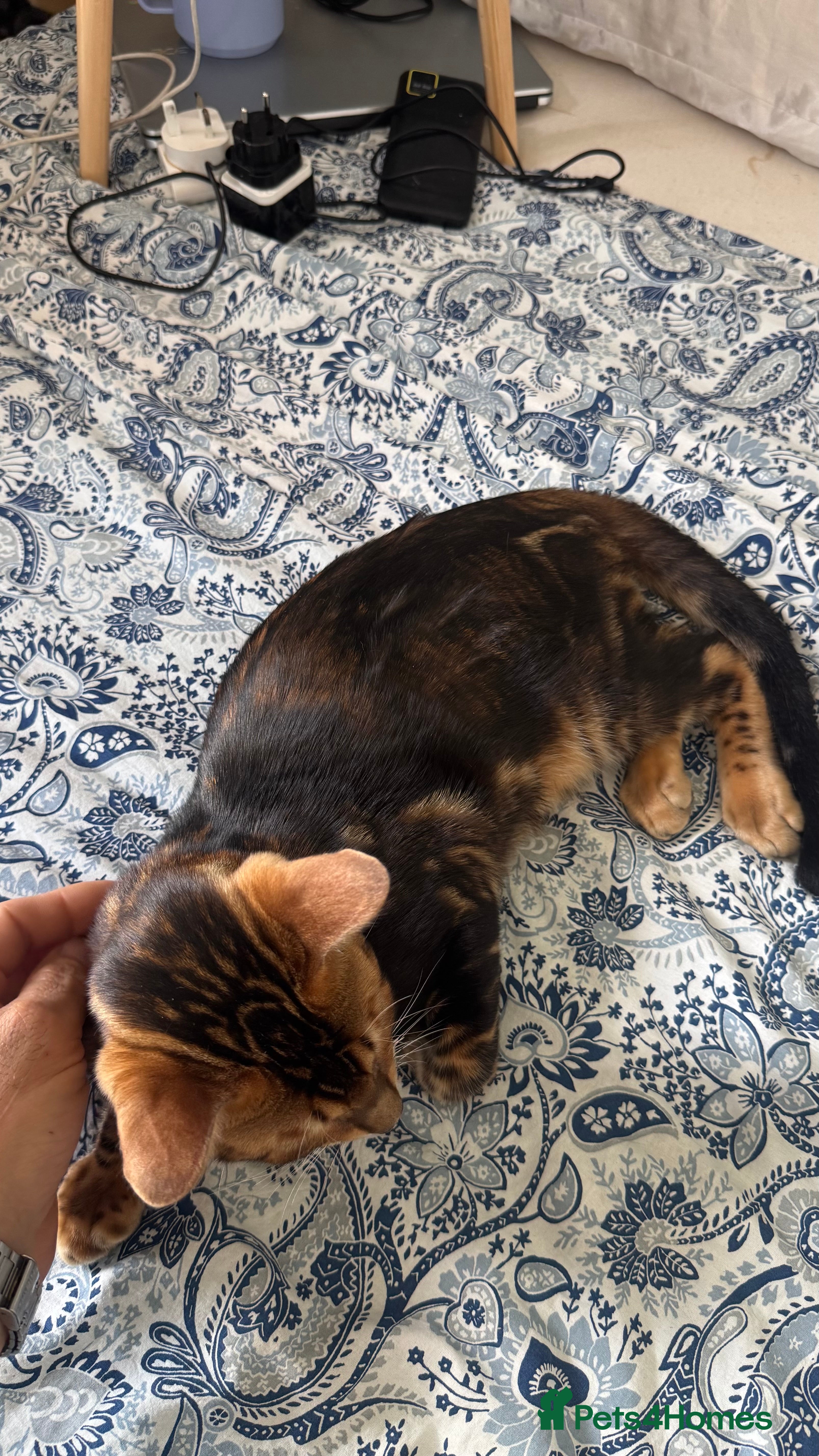 Bengal cats for sale: TICA Bengal cats adorable educated with kid NO UK  in London - Advert 20