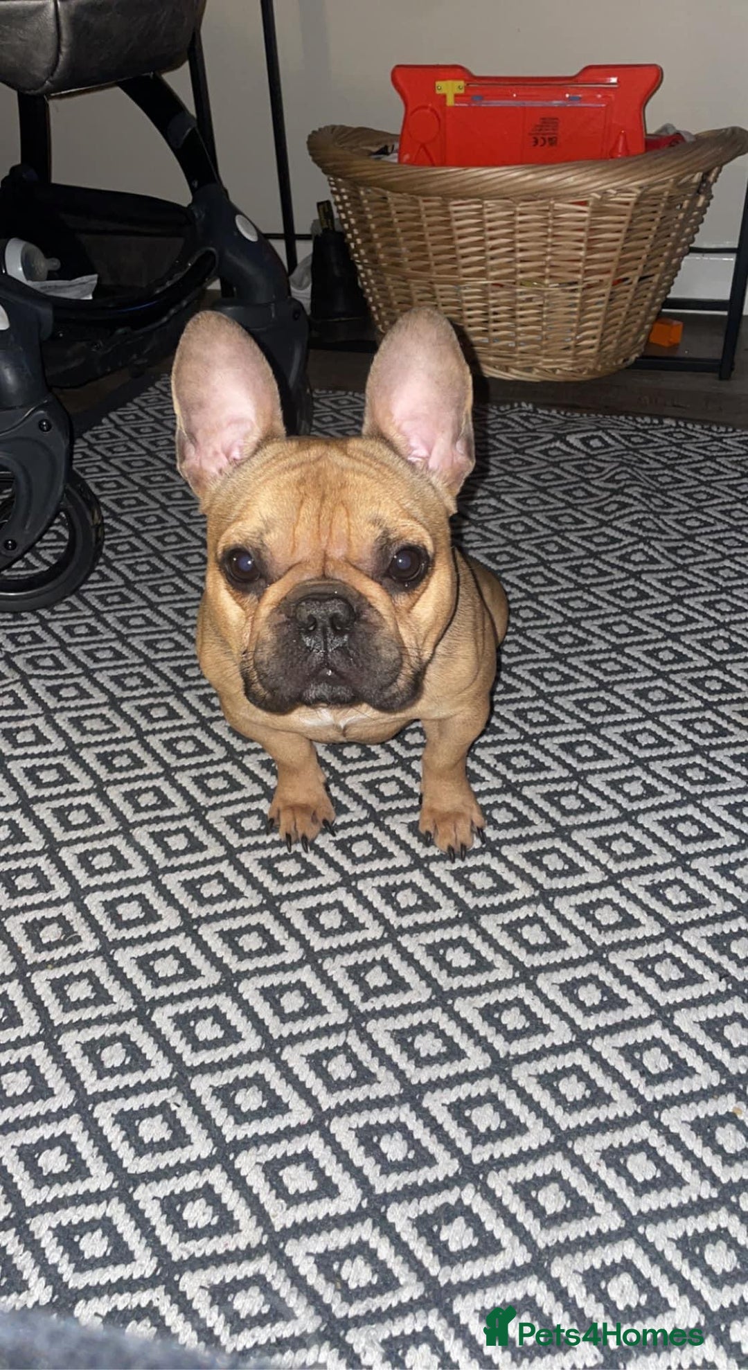 French Bulldog dogs for sale: Rocco  - Advert 4