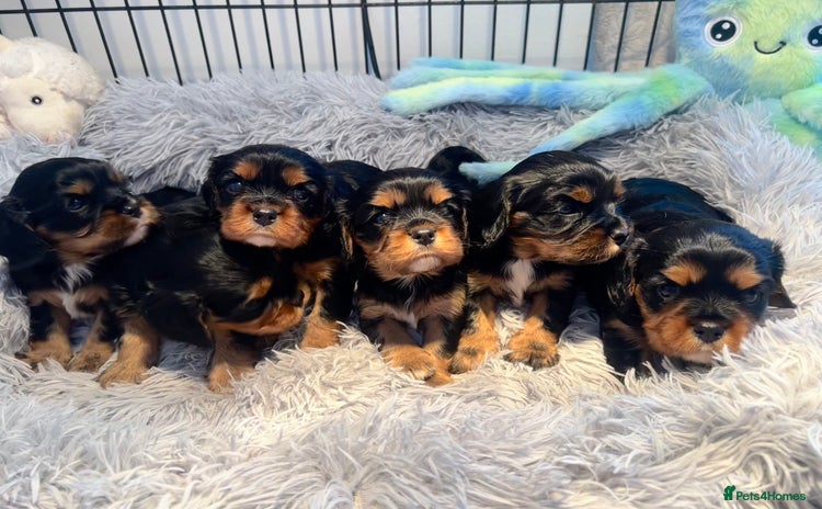 Cavalier King Charles Spaniel dogs - Advert 2