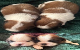 Shih Tzu dogs for sale: Kc gold and white boys only 14 dna health tested  - Image 1