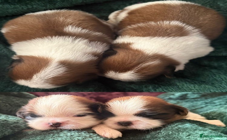 Shih Tzu dogs - Advert 3