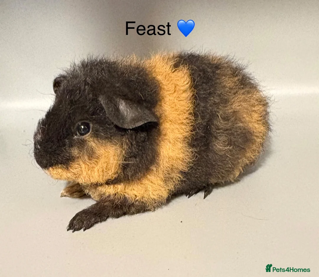 Guinea Pig rodents for sale: 2 x Pure Bred Teddy boars  in Great Yarmouth - Advert 2