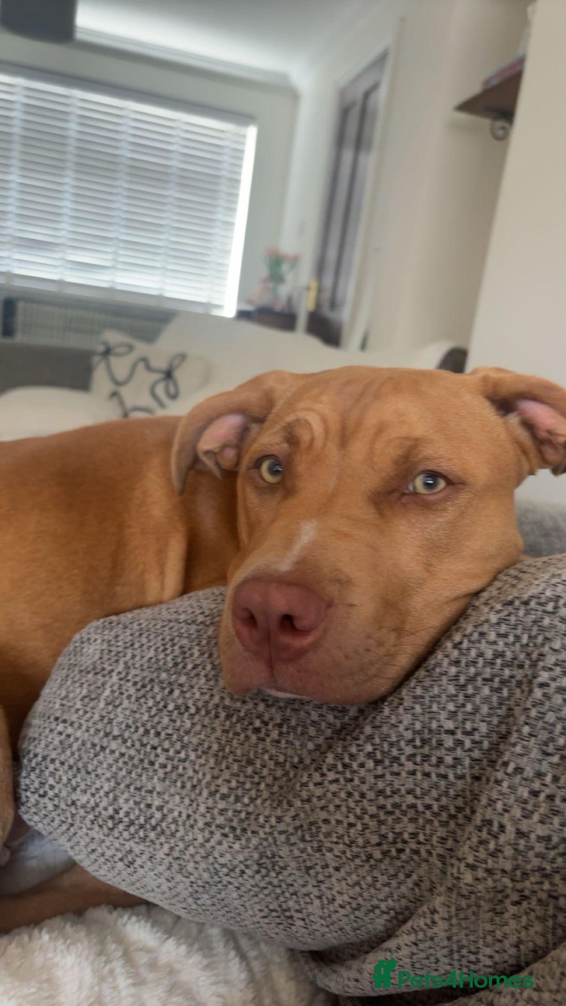 Mixed Breed dogs Bella - Advert 15