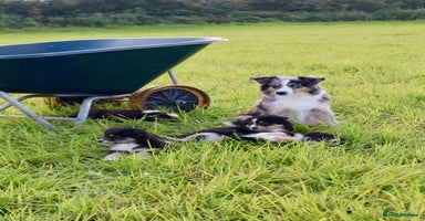 Miniature American Shepherd dogs - Advert 3
