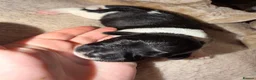 Mixed Breed dogs for sale: F1 cockerpoos in Bognor Regis - Advert 3