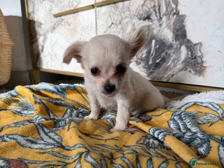 Chihuahua dogs - Advert 2