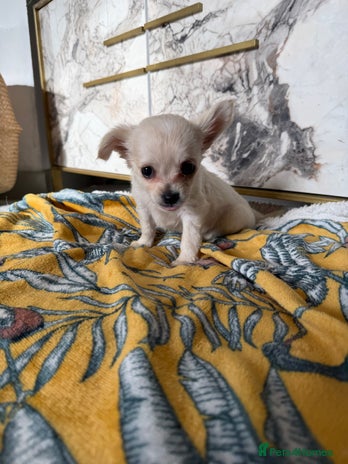 Chihuahua dogs - Advert 2