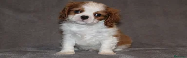 Cavalier King Charles Spaniel Puppy 2
