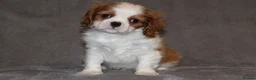Cavalier King Charles Spaniel dogs for sale: Heart and health tested, KC registered. - Advert 13