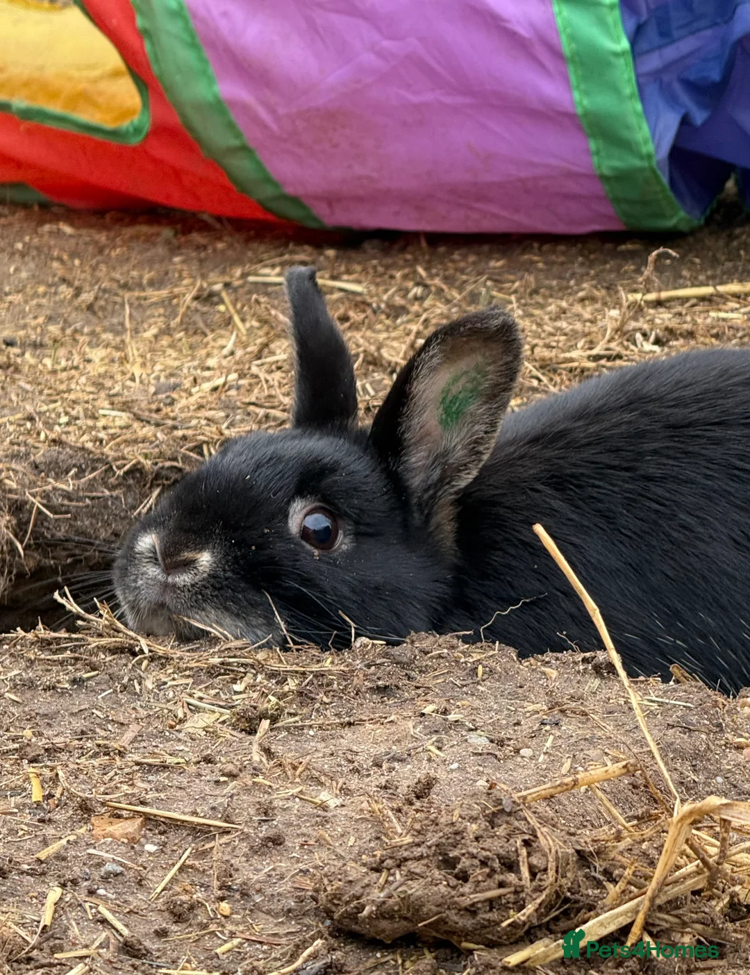 Netherland Dwarf rabbits for sale: Netherlands dwarf X - Advert 3