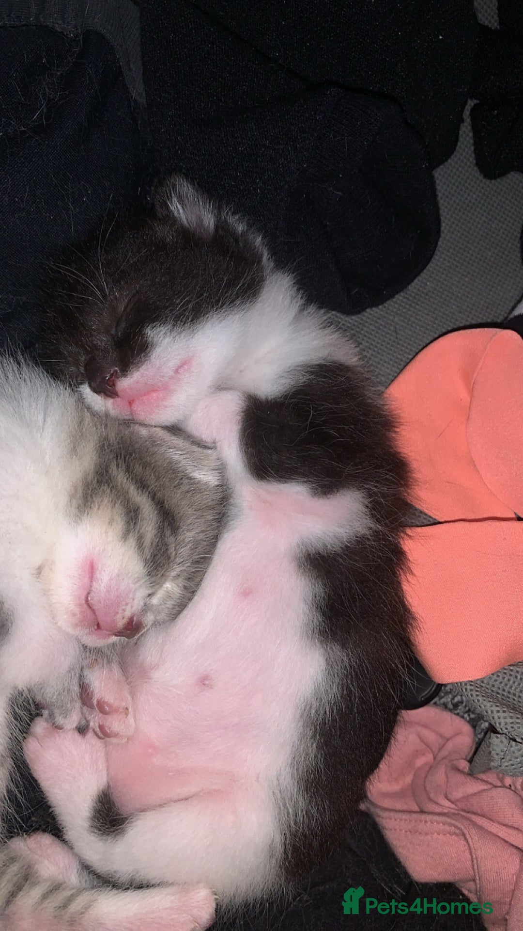 Mixed Breed cats for sale: Mixed breed kittens  - Image 6
