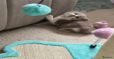 British Shorthair cats - Advert 7